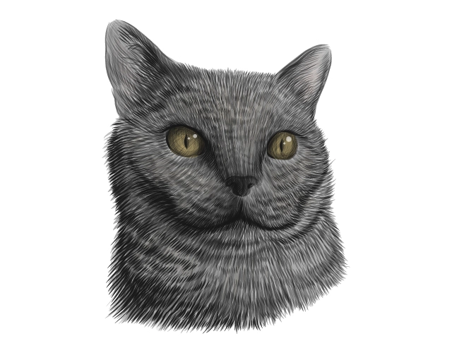 Gray cat drawn as detailed vector art