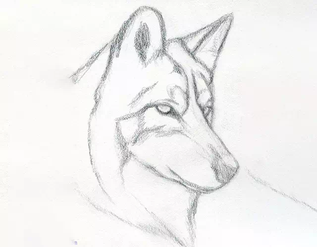 Wolf portrait drawing before editing