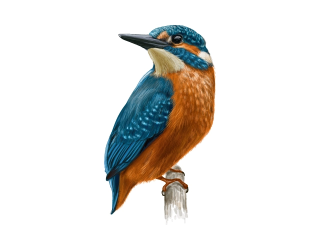 Pet Birds sample