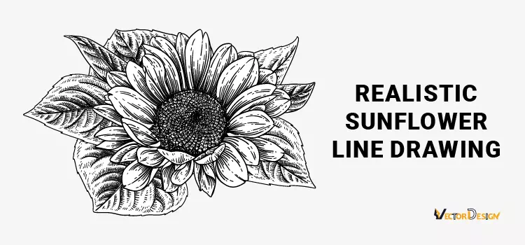 Realistic sunflower line drawing