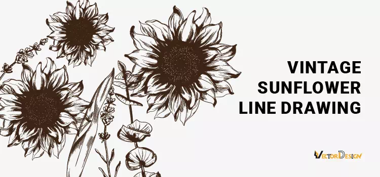 Vintage sunflower drawing