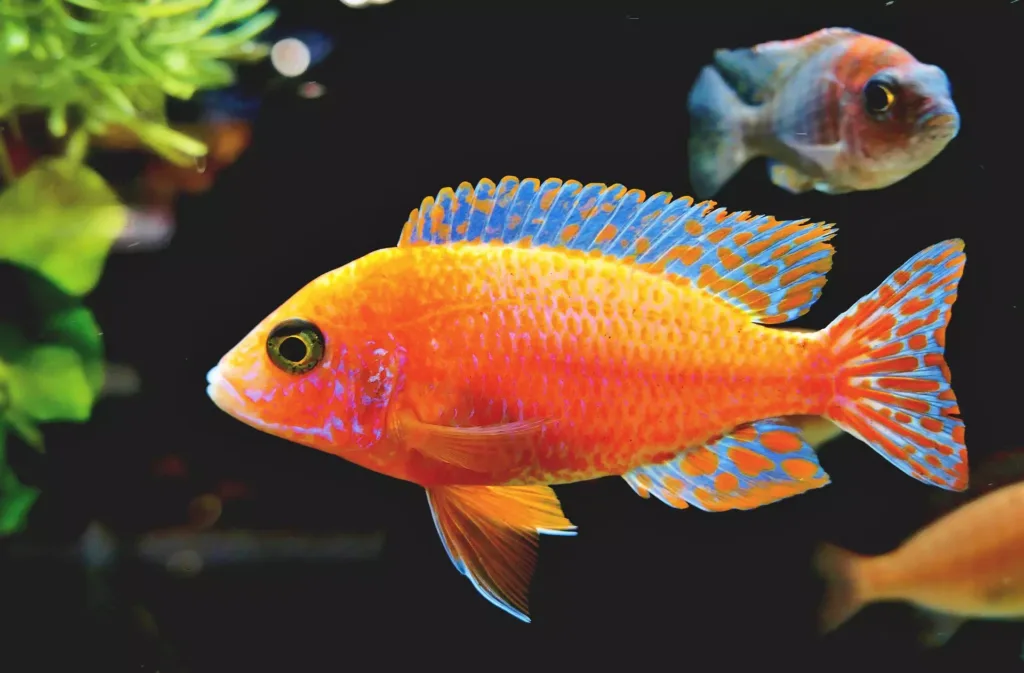 aquarium photography