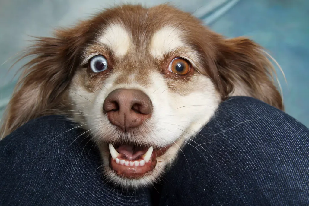 Crazy Dog Photos