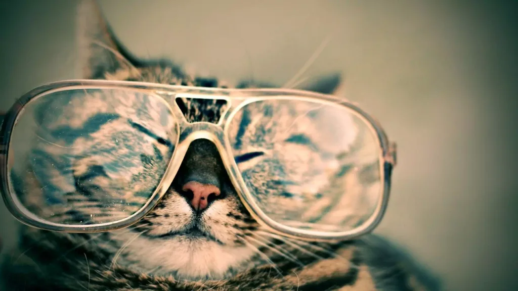 Crazy Pet Photography