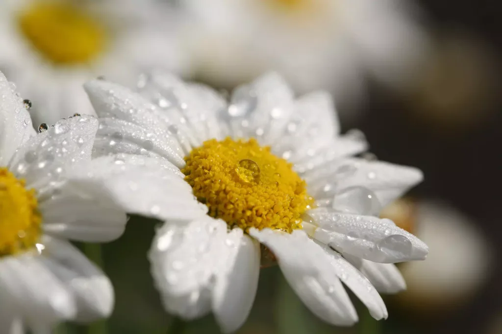 dew
