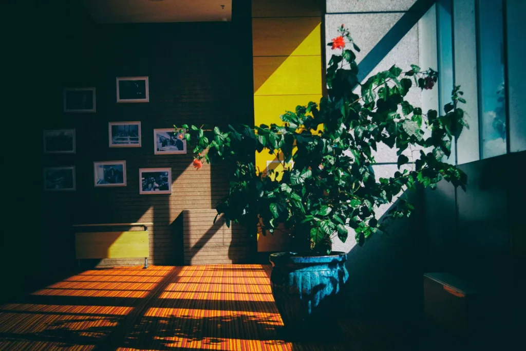 Indoor Plants