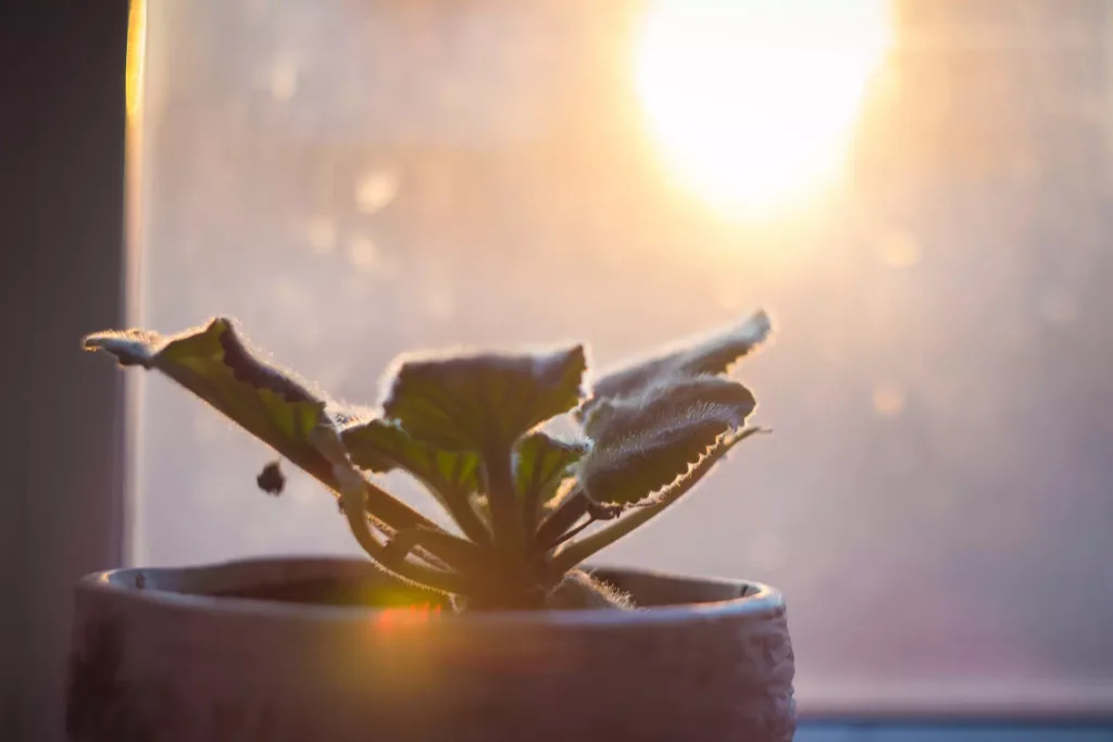 Light Through the Window
