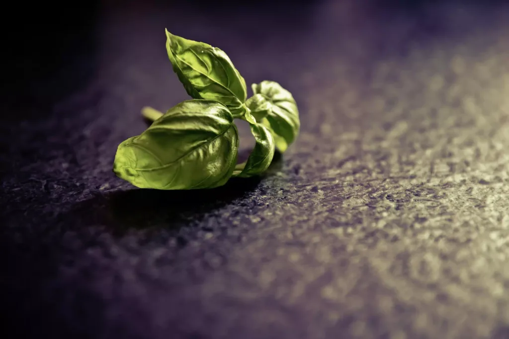 Macro photography