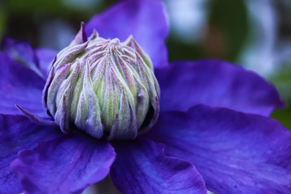 macro photography