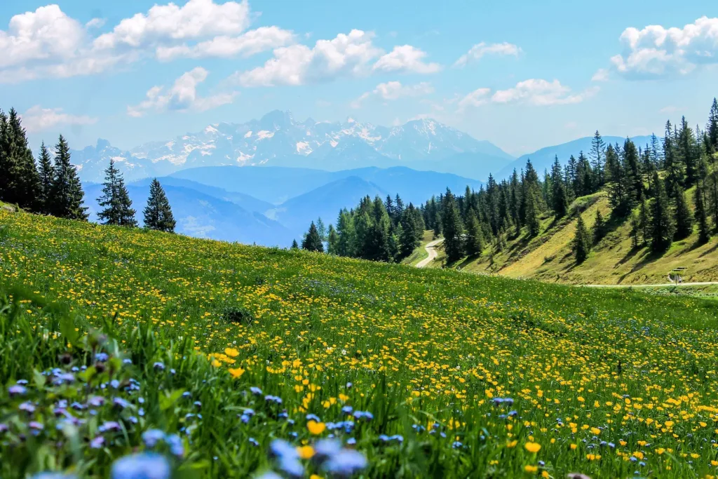 meadows