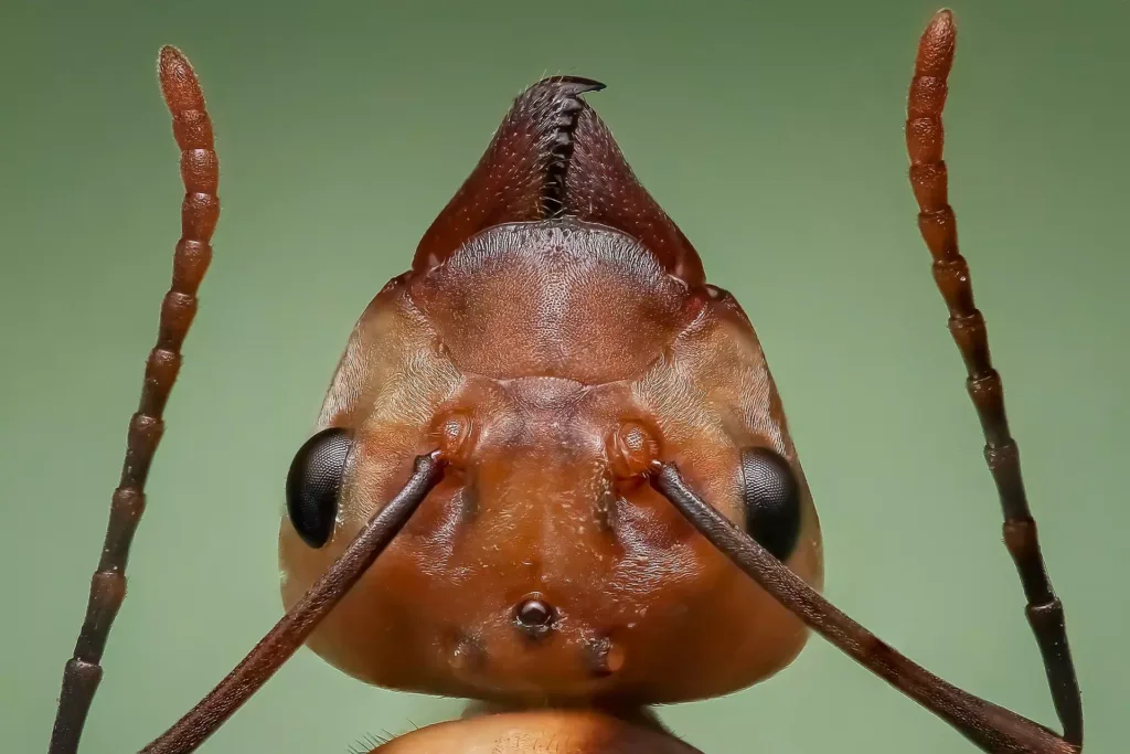 Micro Photography