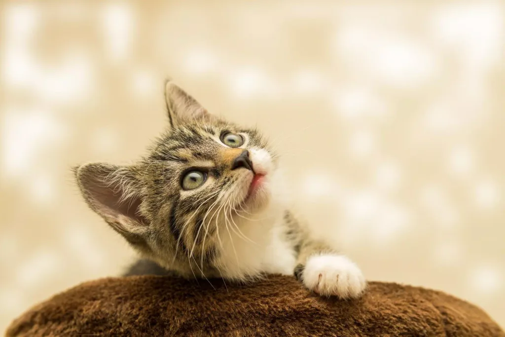 pet photography