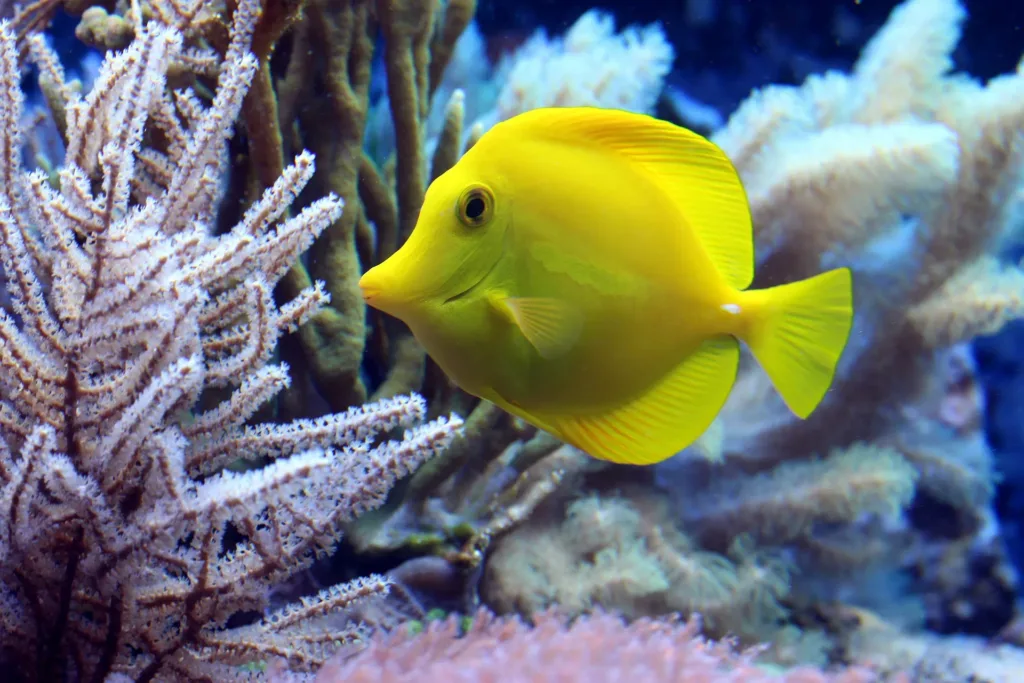 Underwater Photography