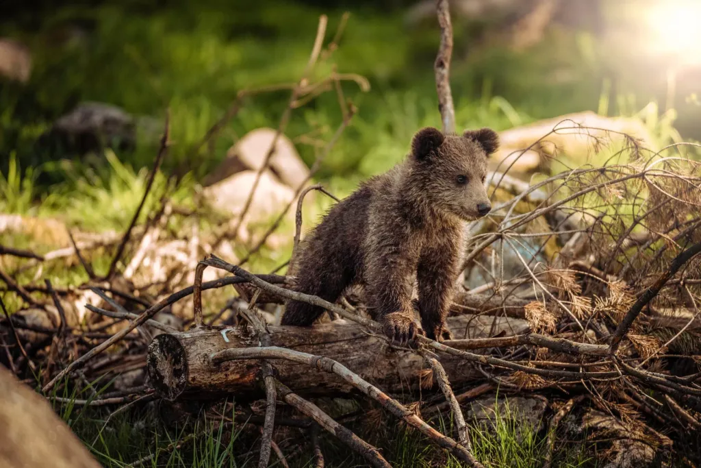 wild life