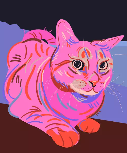 Sinopa Cat