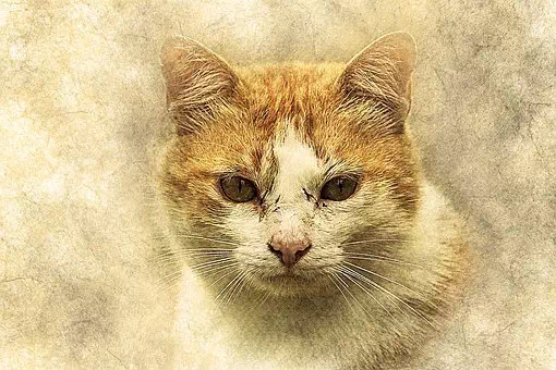 Realistic Cat Art