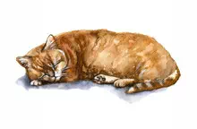 Lazy Cat Sleeping on the Ground