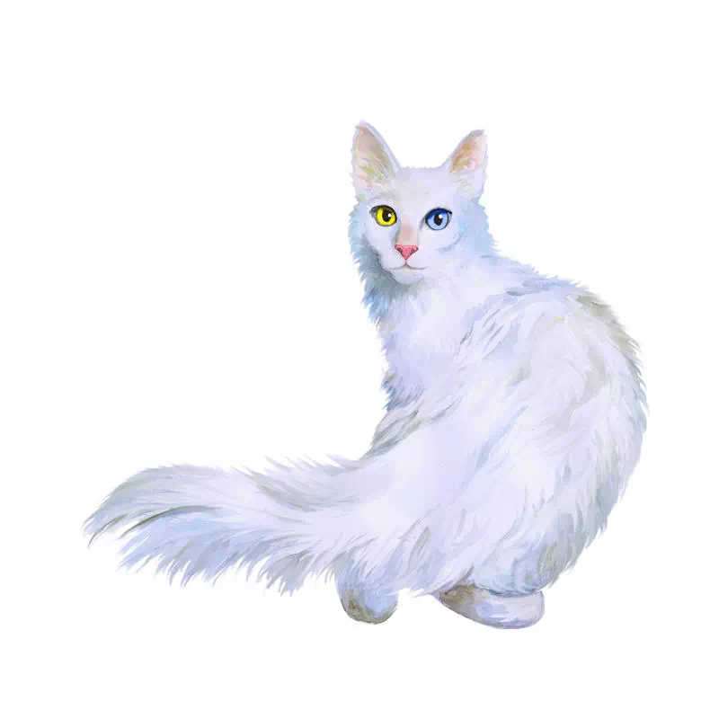 White Queen