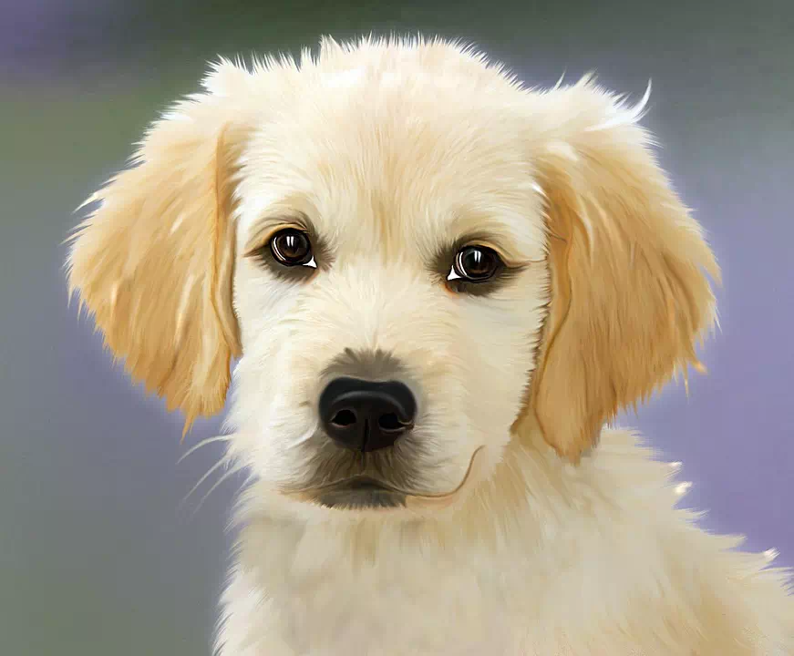 Golden Retriever - Vector Design US, Inc.
