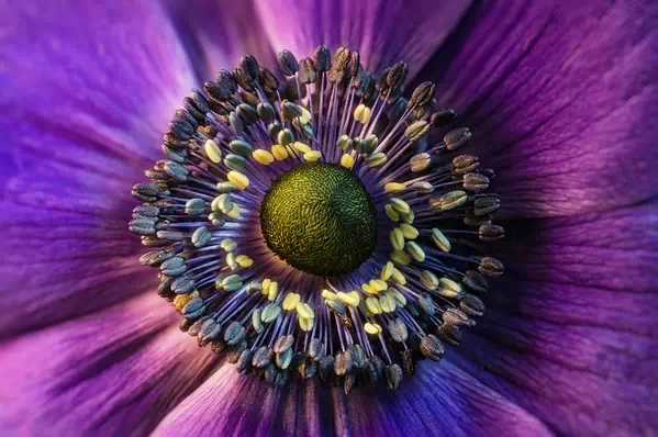 Lilac Uzan (Petah Tikva, Israel) - Vector Design US, Inc.