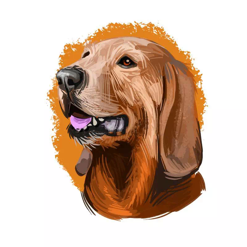 Segugio Italiano - Dog artwork