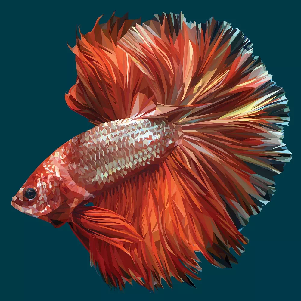 Betta Siamese Fighting Fish - Vector Design US, Inc.