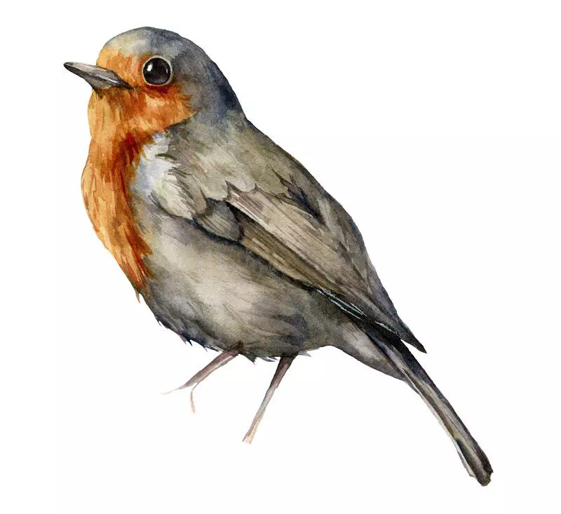 Black Redstart Bird - Vector Design US, Inc.
