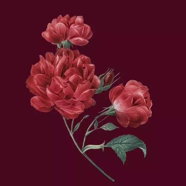 Elegant French Rose - Vector Design US, Inc.
