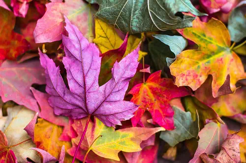 Fall photography - Vector Design US, Inc.
