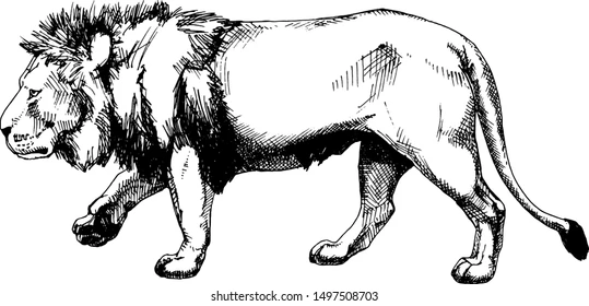 Graphic Sketch Lion - Vector Design US, Inc.