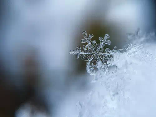 Macro Photography - Vector Design US, Inc.