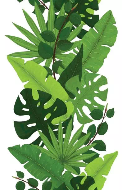 Monstera Leaves - Vector Design US, Inc.