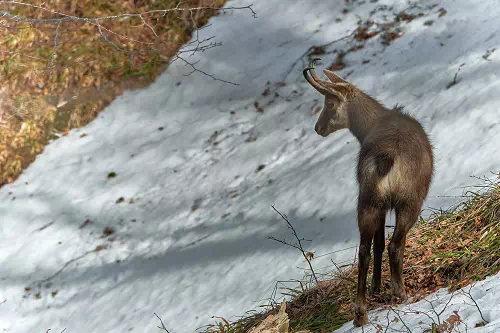 Wildlife photography - Vector Design US, Inc.