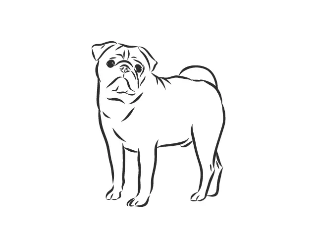 Pug drawn as black-and-white line art