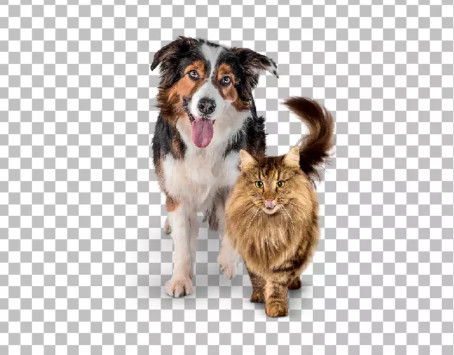 Dog and cat cut out together on a transparent background