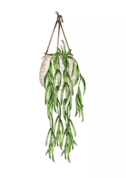 Boho Hanging Plant - Vector Design US, Inc.