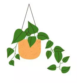 Epipremnum in Flat Style - Vector Design US, Inc.