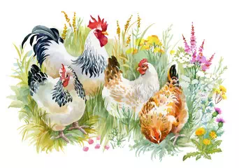 Realistic Chicken - Vector Design US, Inc.