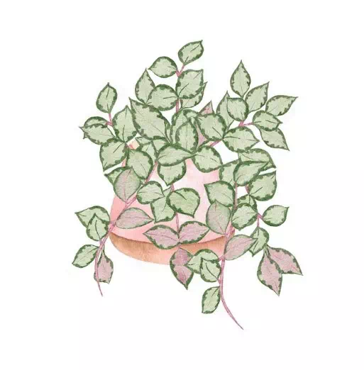 Vintage Hoya Heushkeliana  - Vector Design US, Inc.