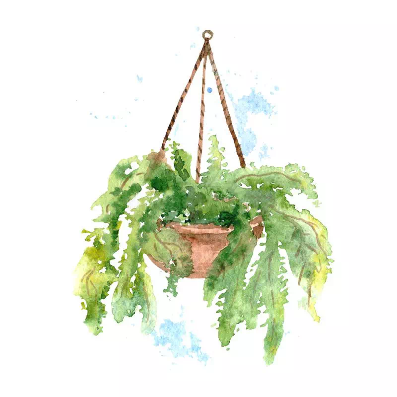 Water Splash Succulent Dischidia - Vector Design US, Inc.