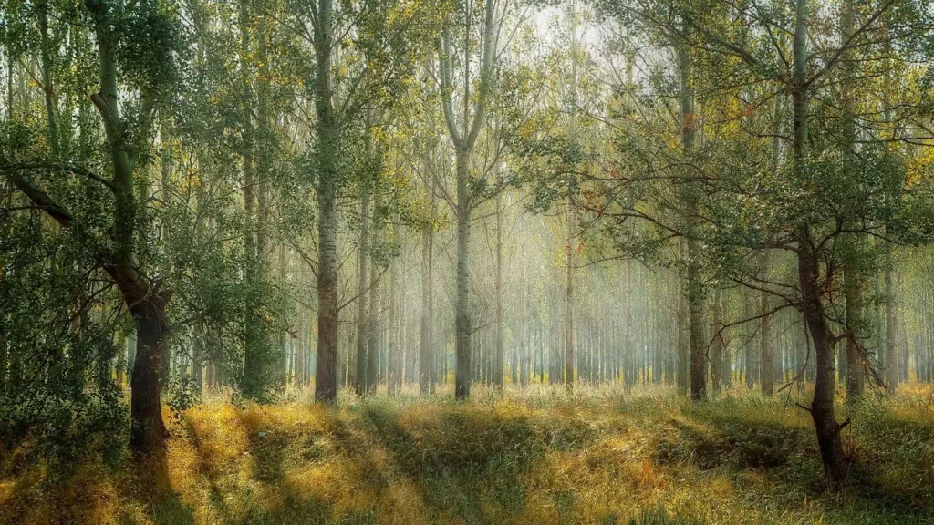 Landscape Photography