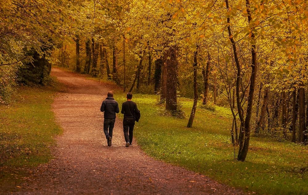 walking in forest - Vector Design US, Inc walking in forest