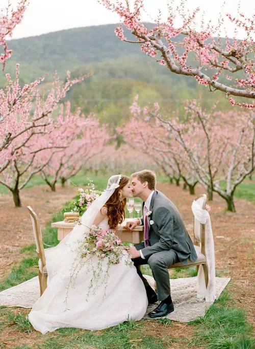 Blossoming Cherry Blossom Trees