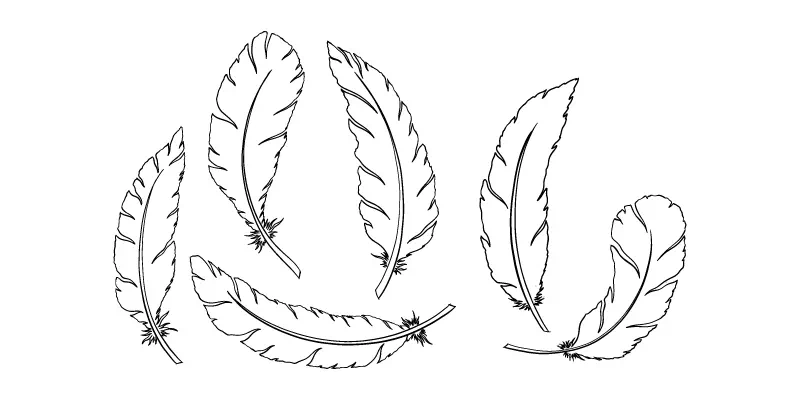Feathers Feathers