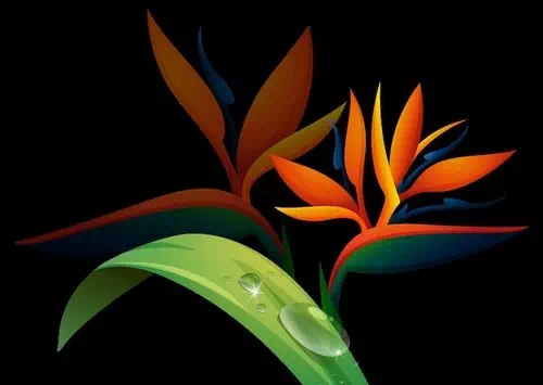 Free vector bird of paradise flower on black background Free vector bird of paradise flower on black background