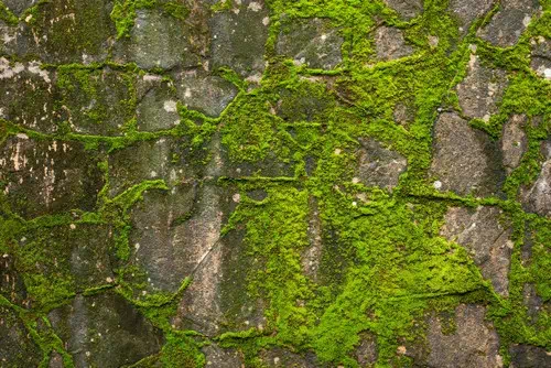 Natural Backgrounds like a log, Moss or Slate