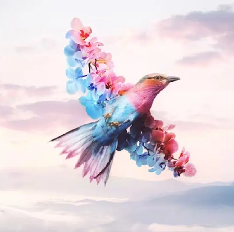 Blooming Hummingbird