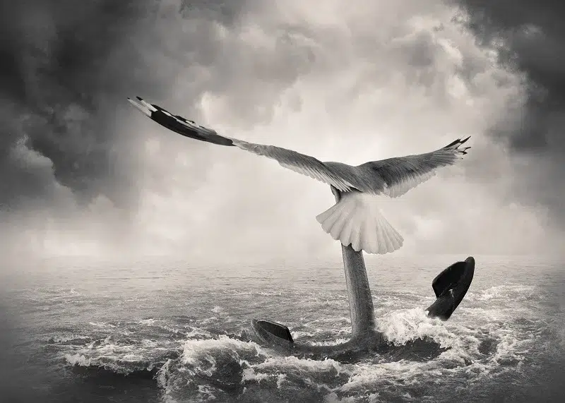 Free